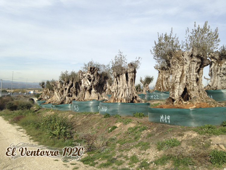 Venta de olivos en Madrid invierno