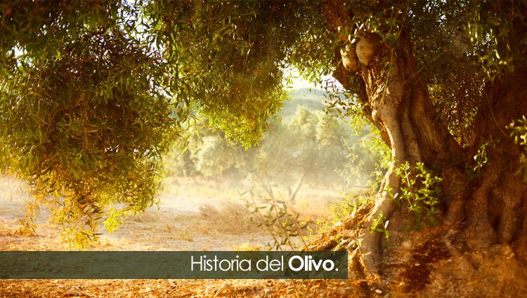 historia del olivo