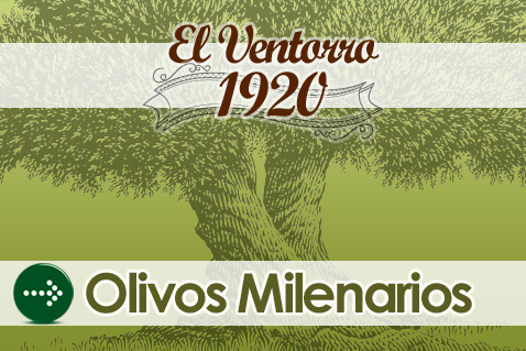 Venta de olivos Milenarios