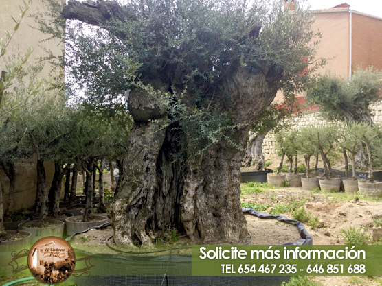 Venta de olivos milenarios en Madrid