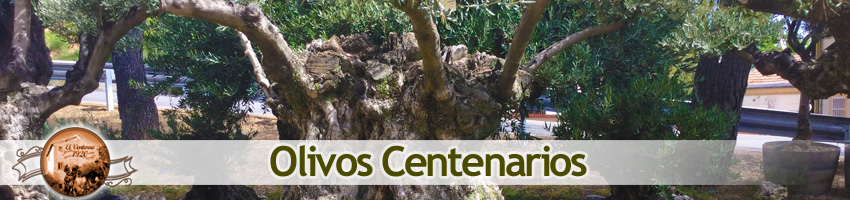 Venta de olivos Centenarios