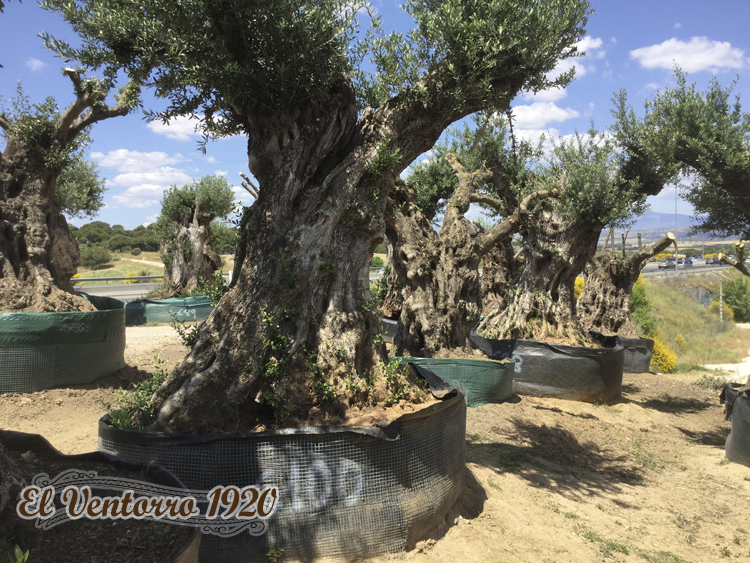 Venta de olivos con vegetacion
