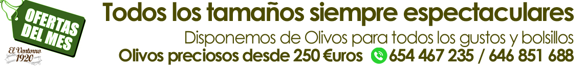 Venta de olivos en Madrid