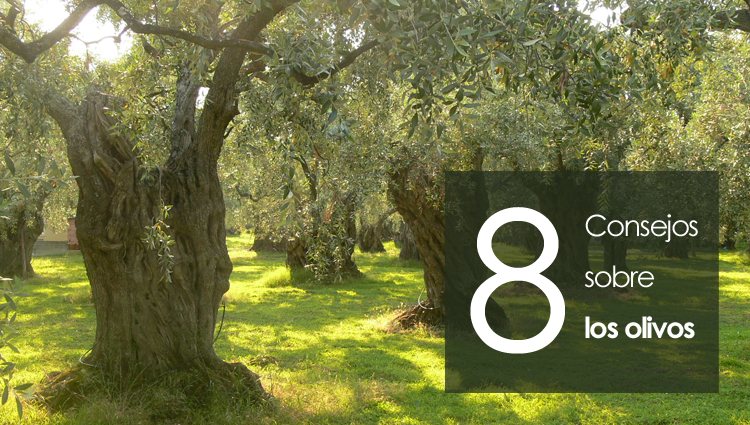 8 Consejos sobre los olivos