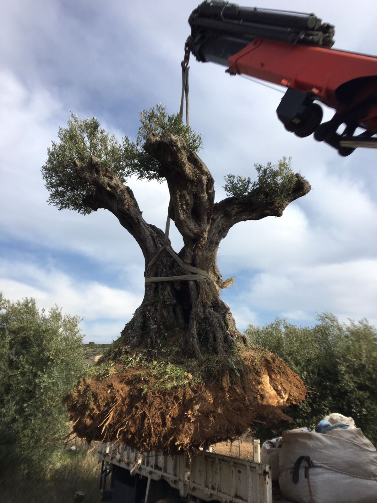 Traslado olivo milenario