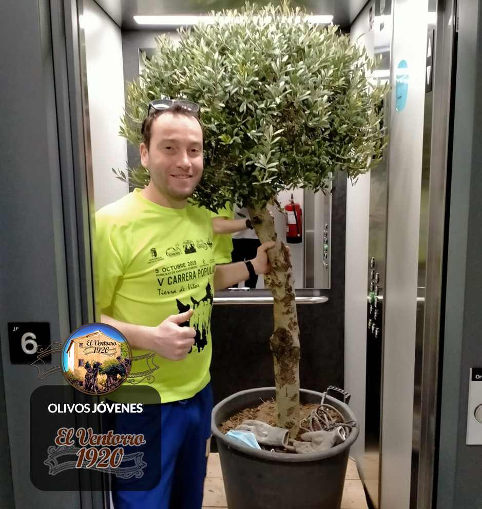 láser todo lo mejor Correa Quieres plantar un olivo en maceta? Te decimos como - Venta de Olivos en  Madrid | Olivos Milenarios y Olivos Centenarios