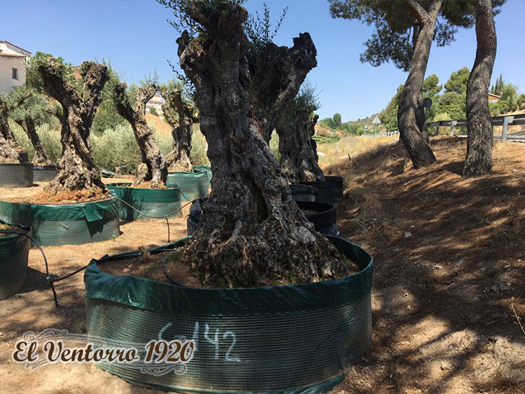 Venta de olivos centenarios