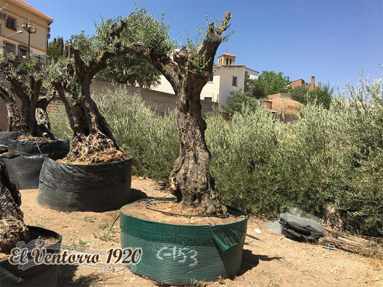Venta de olivos centenarios