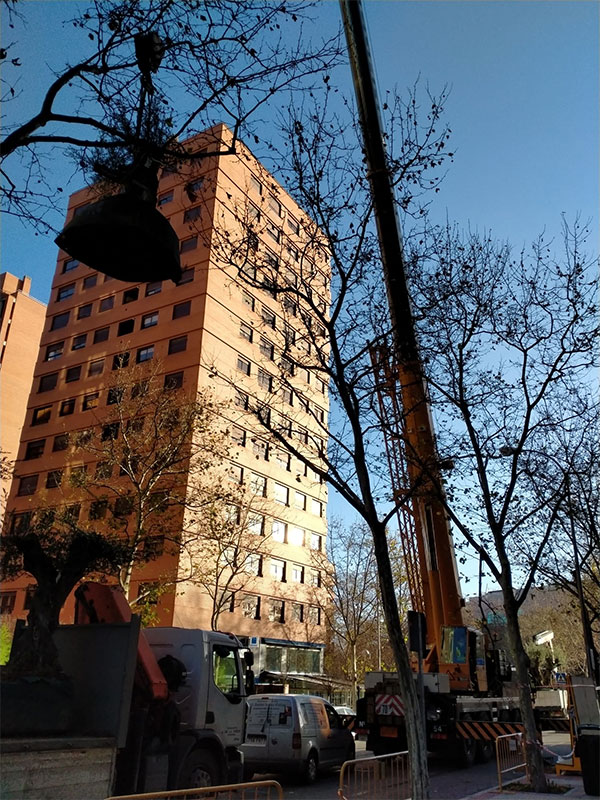 venta de olivos centenarios instalacion