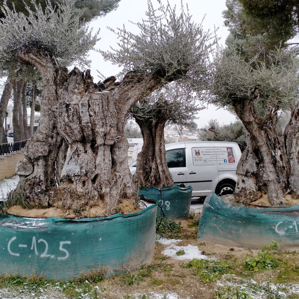 venta de olivos centenarios y milenarios