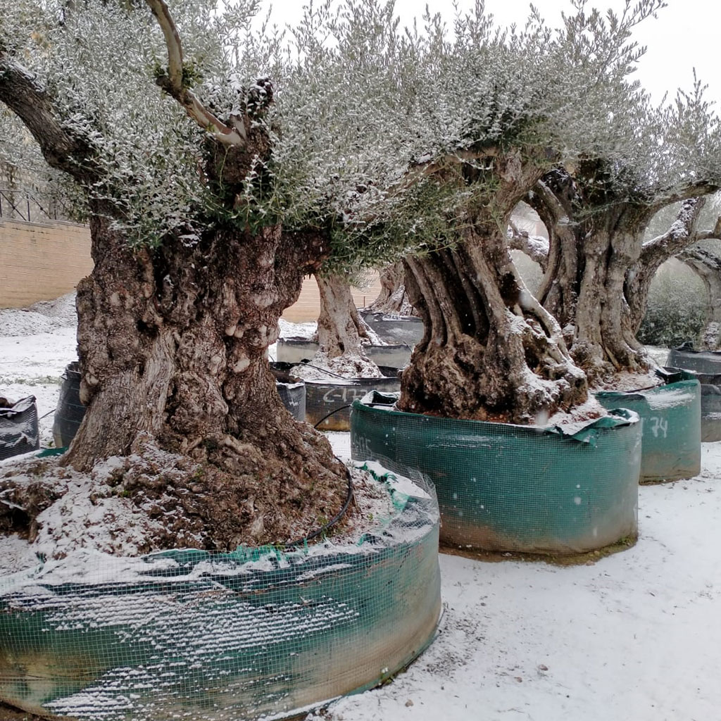 venta de olivos centenarios y milenarios