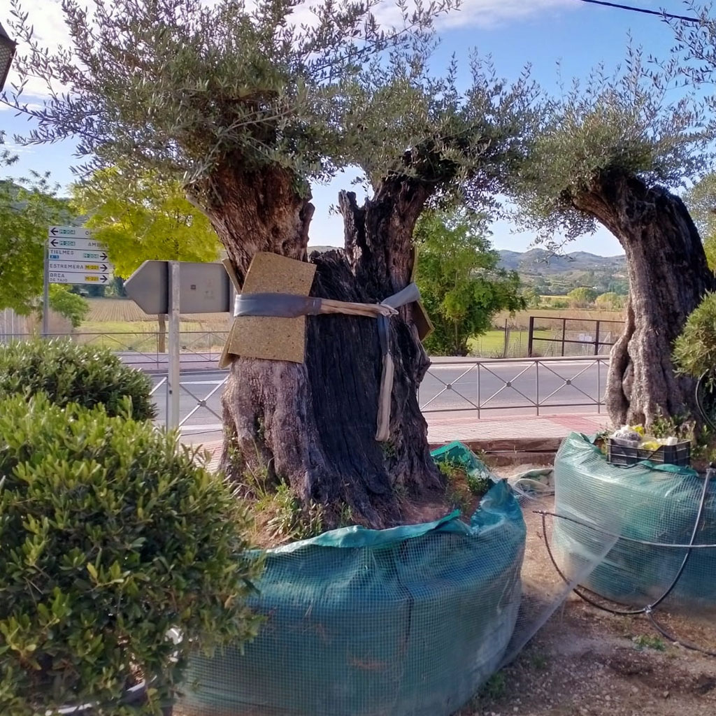 venta de olivos en madrid