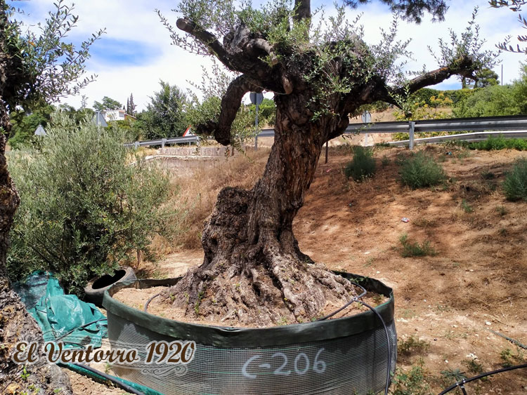 venta de olivos centenarios