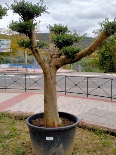olivos bonsai