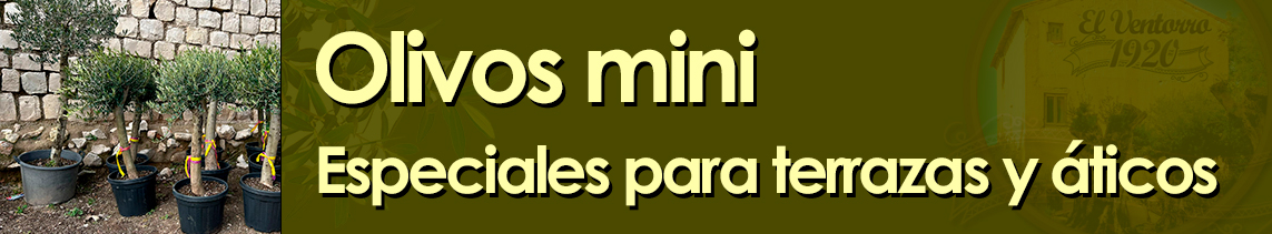venta de olivos mini venta de olivos mini