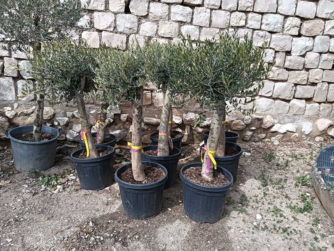 venta de olivos mini
