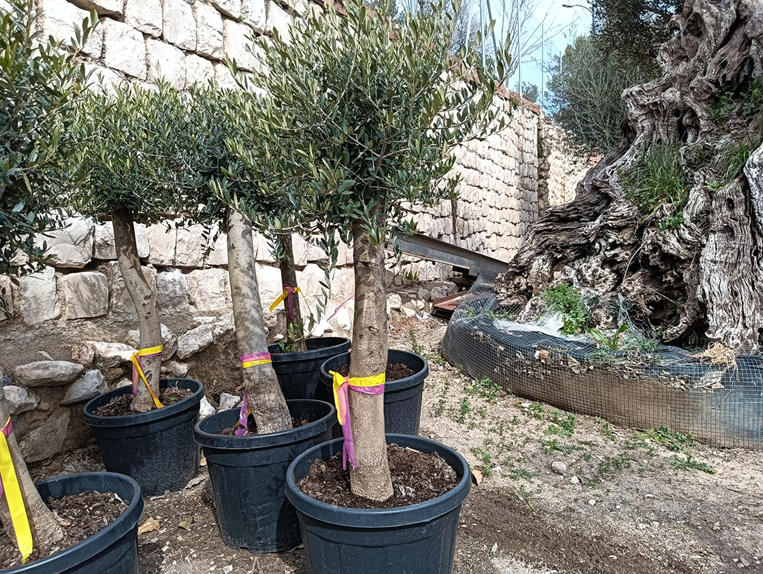venta de olivos mini