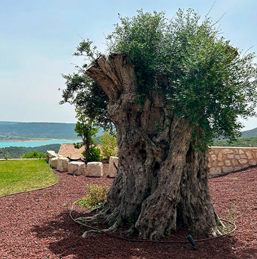 venta de olivos